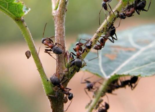 Como tirar as formigas do jardim?