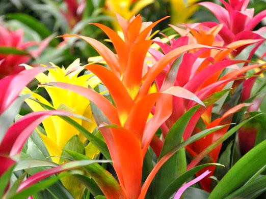 Bromelia. Como se importar?