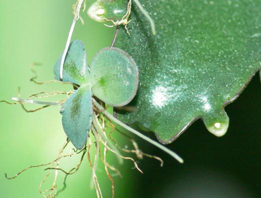 Como cuidar de Kalanchoe?