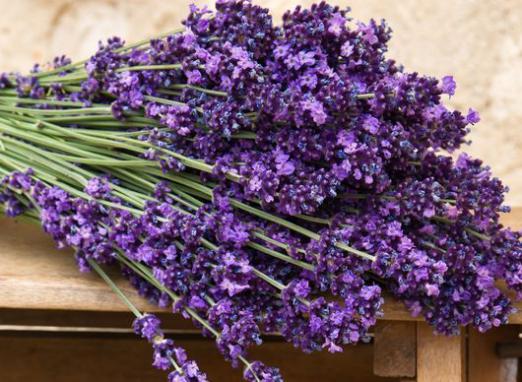 Como cultivar lavanda?