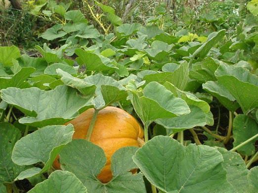 Quando plantar uma abóbora?