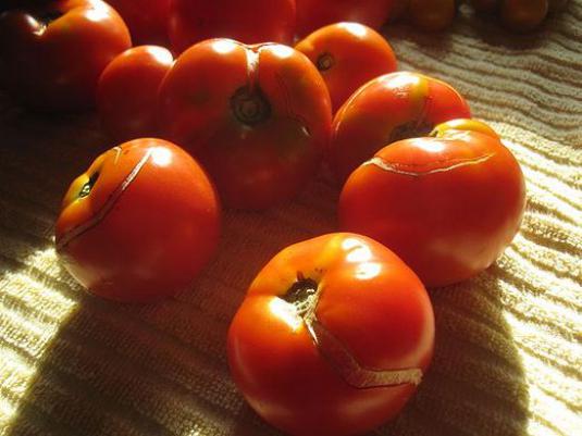 Por que os tomates se quebram?