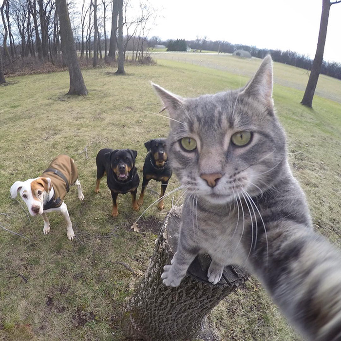 gato selfie