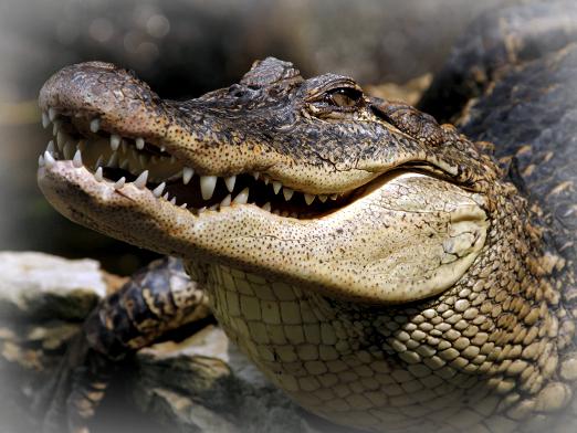 Sobre o que o sonho dos crocodilos?