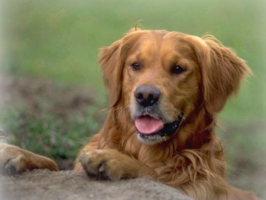 Com o que o cachorro sonha?