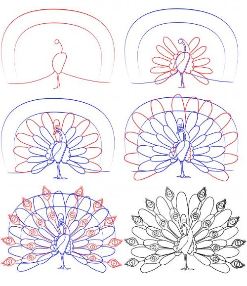 Como desenhar um pavão?