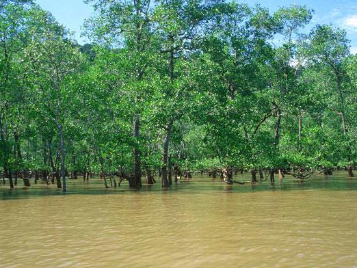 Onde estão as florestas negras?