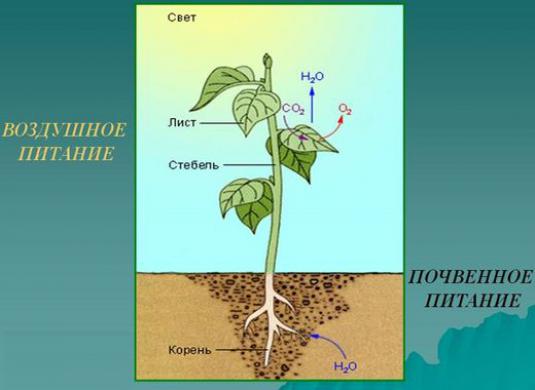 Como as plantas se alimentam?