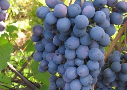 Uvas - é uma baga ou uma fruta?