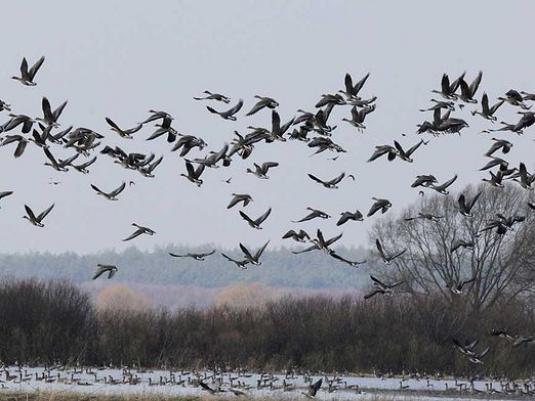 Onde os pássaros invernam?