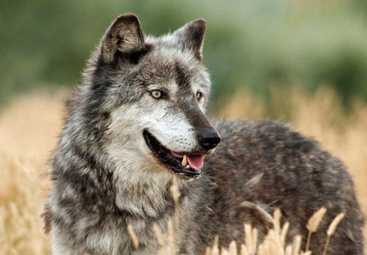 O que ele é: um lobo?