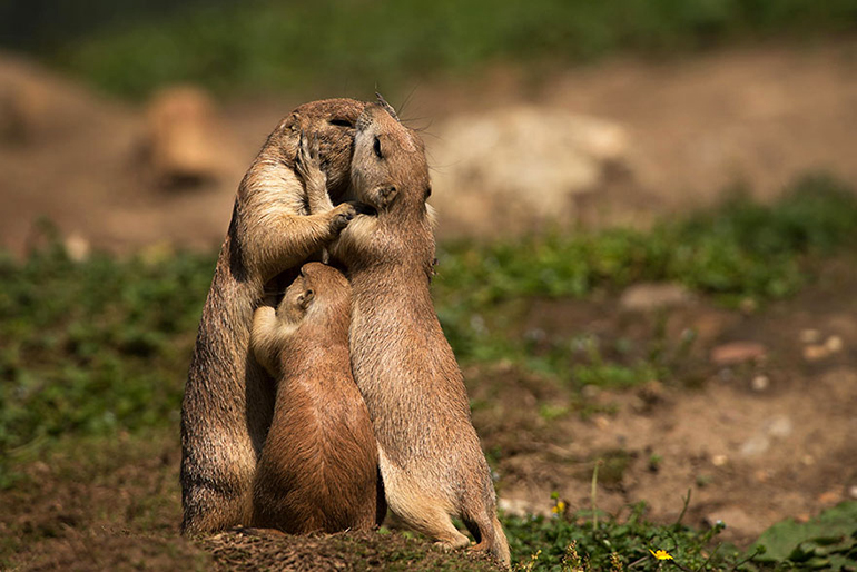 groundhogs