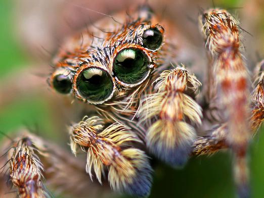 Quantos olhos tem a aranha?