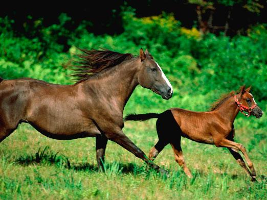 Quantos cavalos vivem?