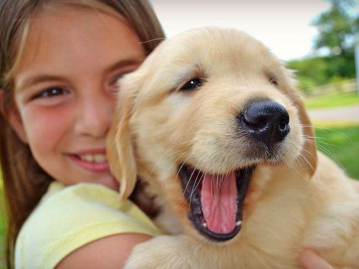 A que idade devo levar um cachorrinho?